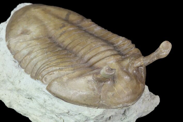 Asaphus Kowalewskii Trilobite - Russia #90000